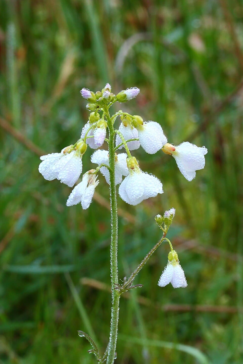 Pinksterbloem (Cardamine pratensis)