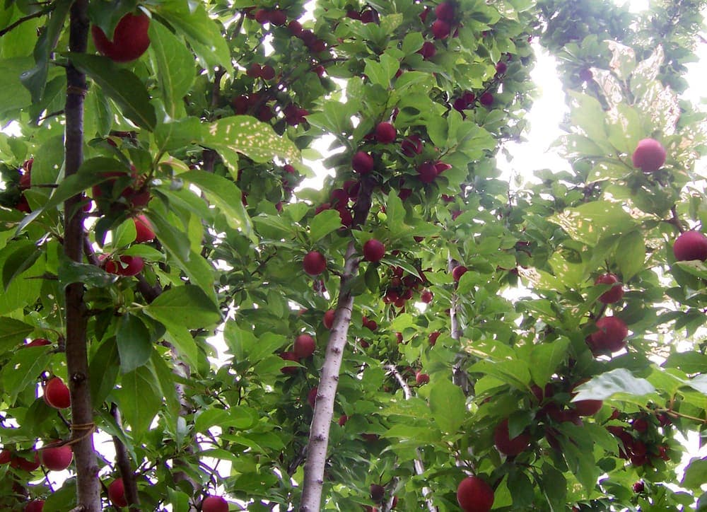 Pruimenboom met blauwe pruimen aan de takken