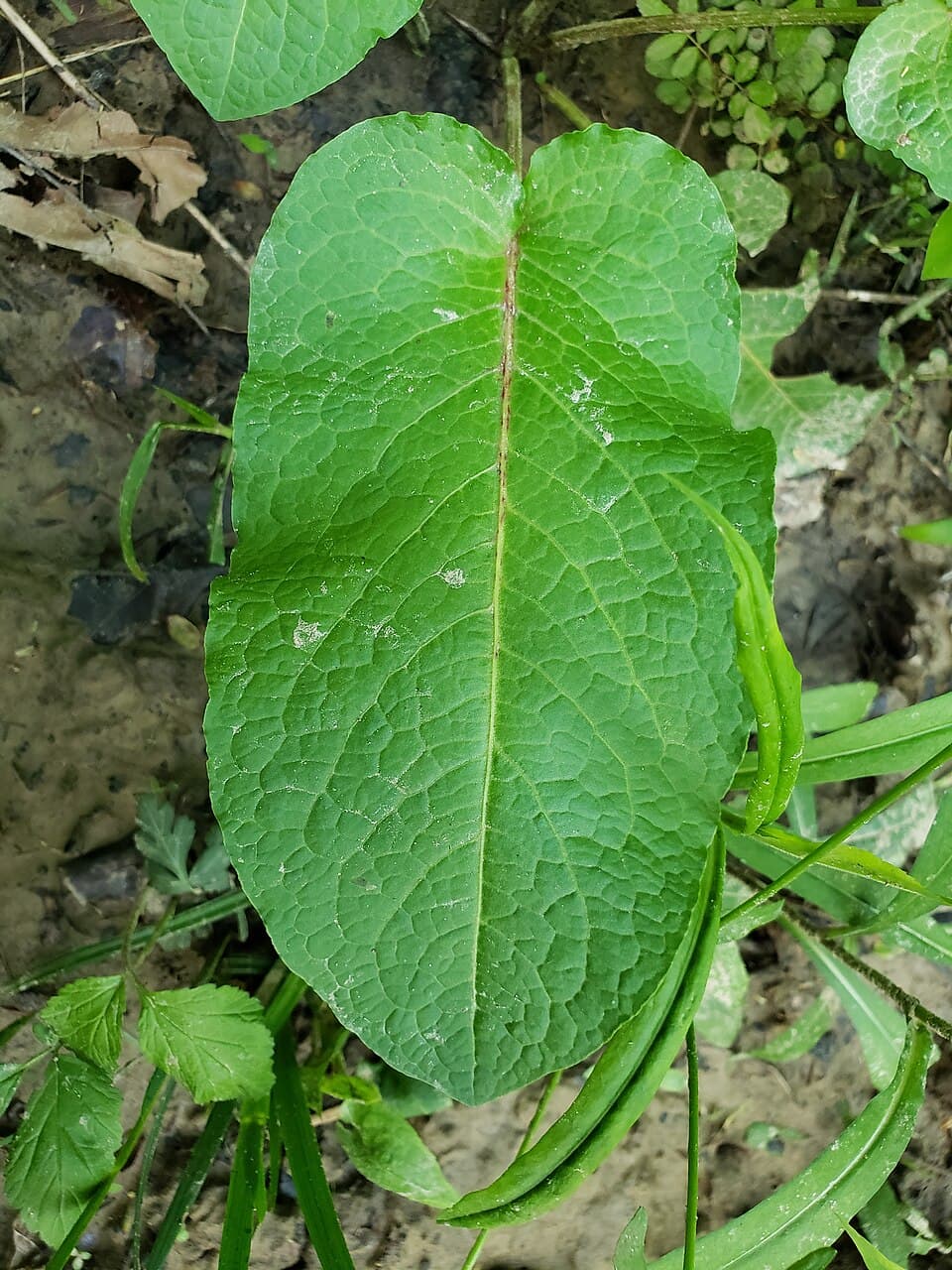 Ridderzuring (Rumex obtusifolius)