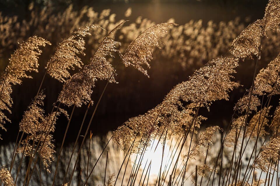 Riet (Phragmites australis)