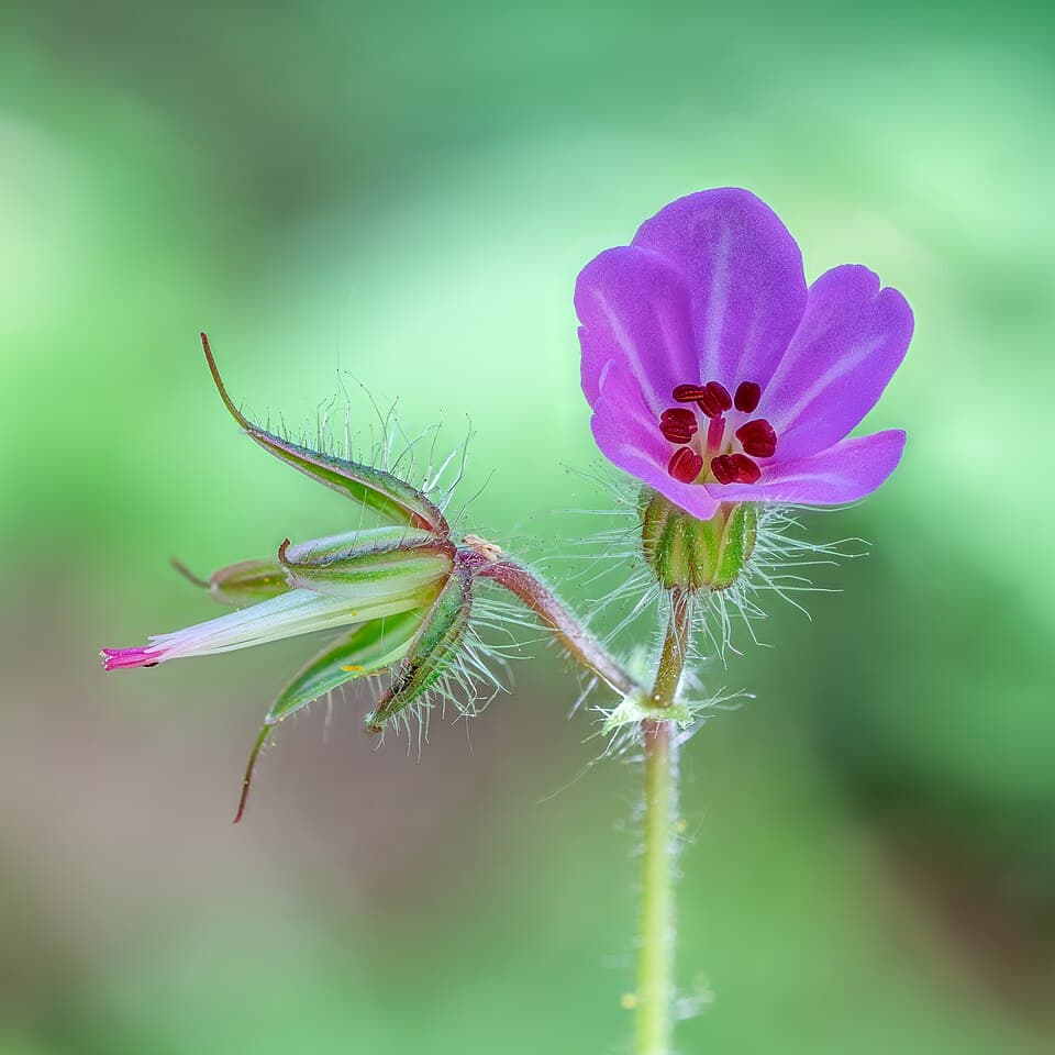 Robertskruid (Geranium robertianum)
