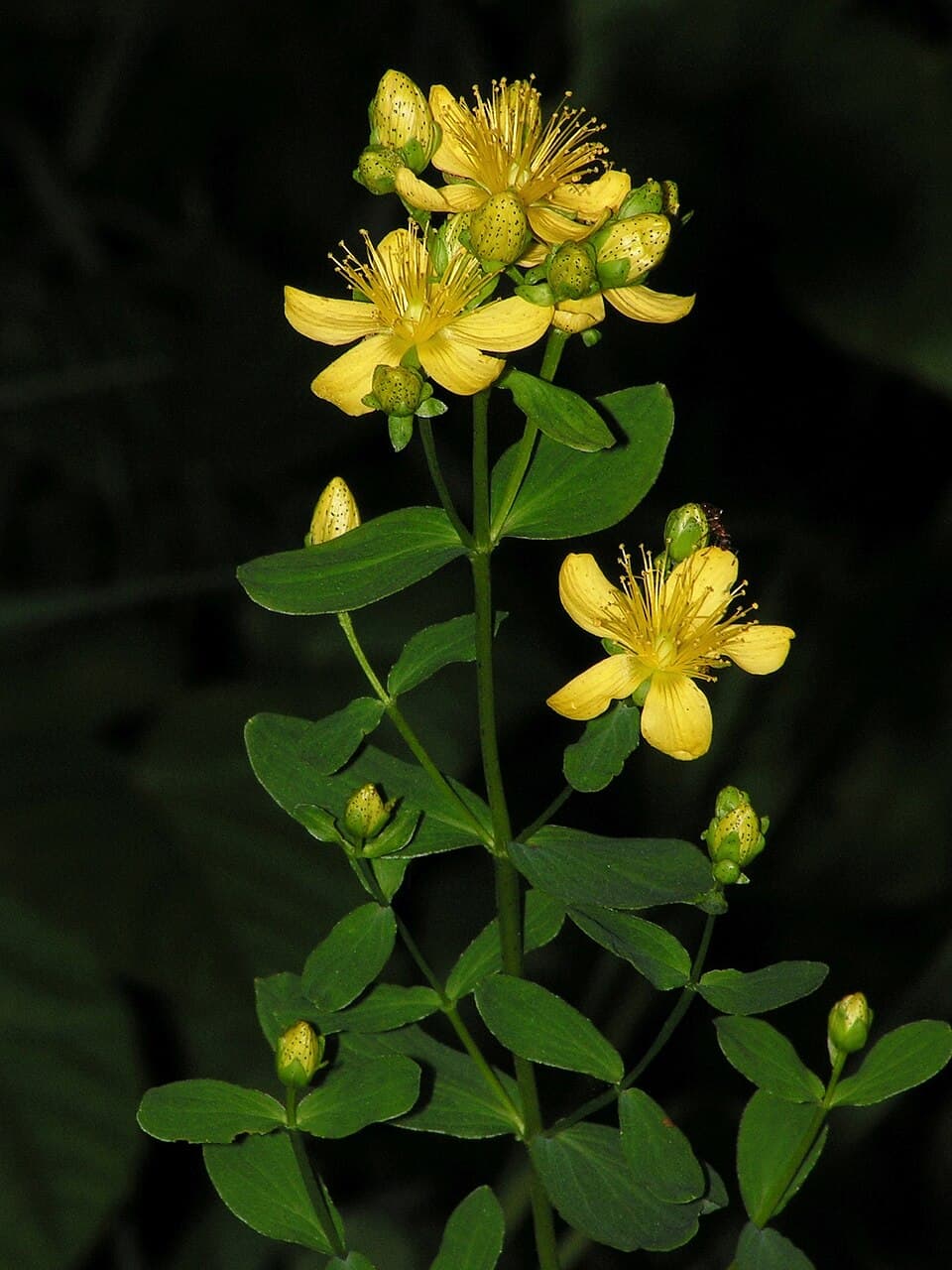 Sint-janskruid (Hypericum perforatum)
