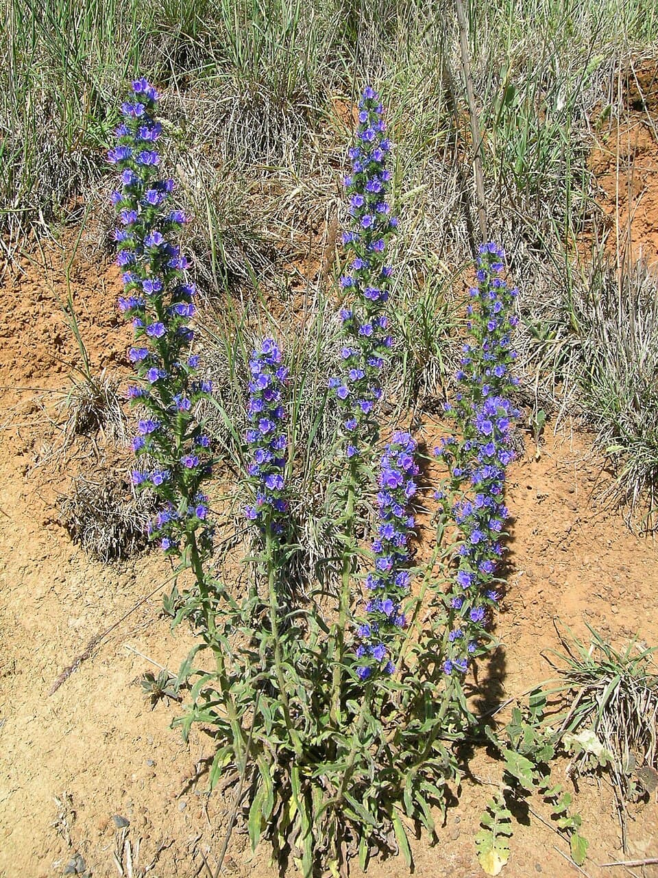 Slangenkruid (Echium vulgare)