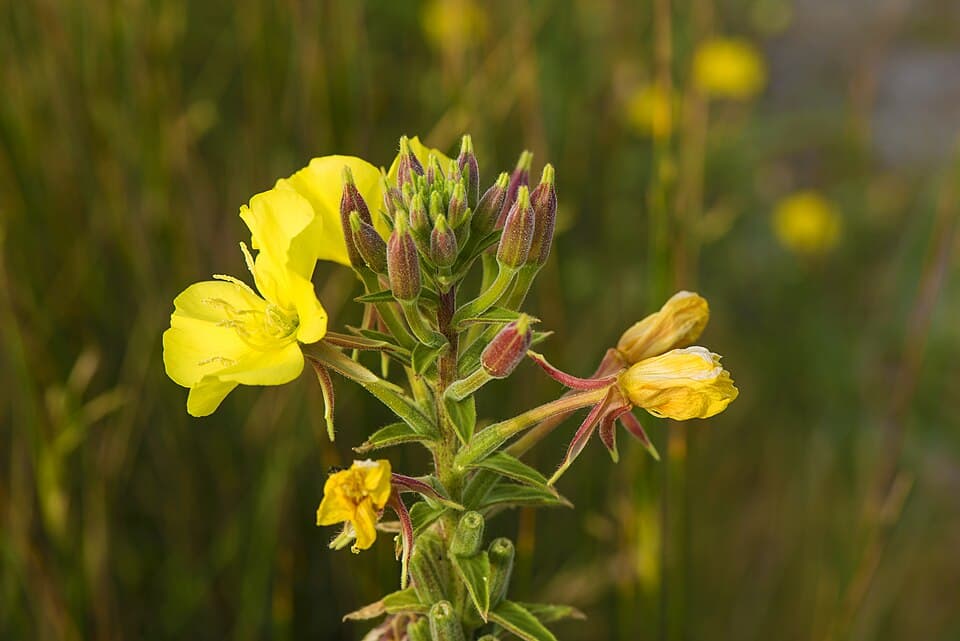 Middelste teunisbloem (Oenothera biennis)