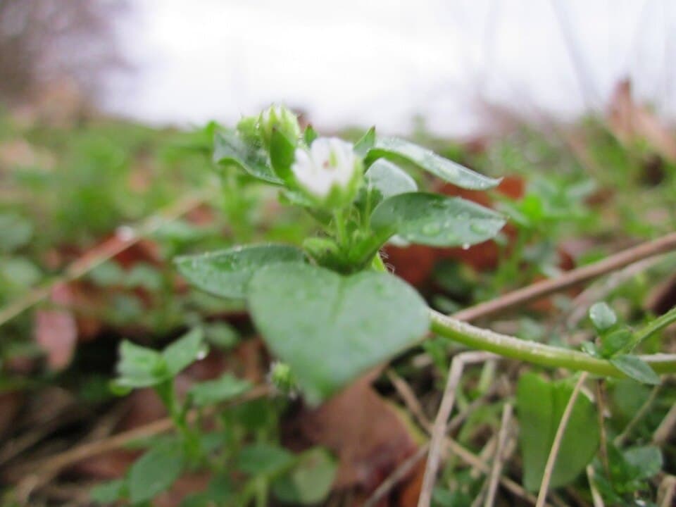 Vogelmuur (Stellaria media)
