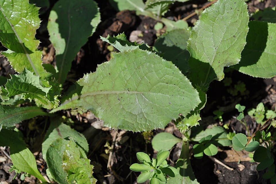 Kompassla (wilde latuw) (Lactuca serriola)