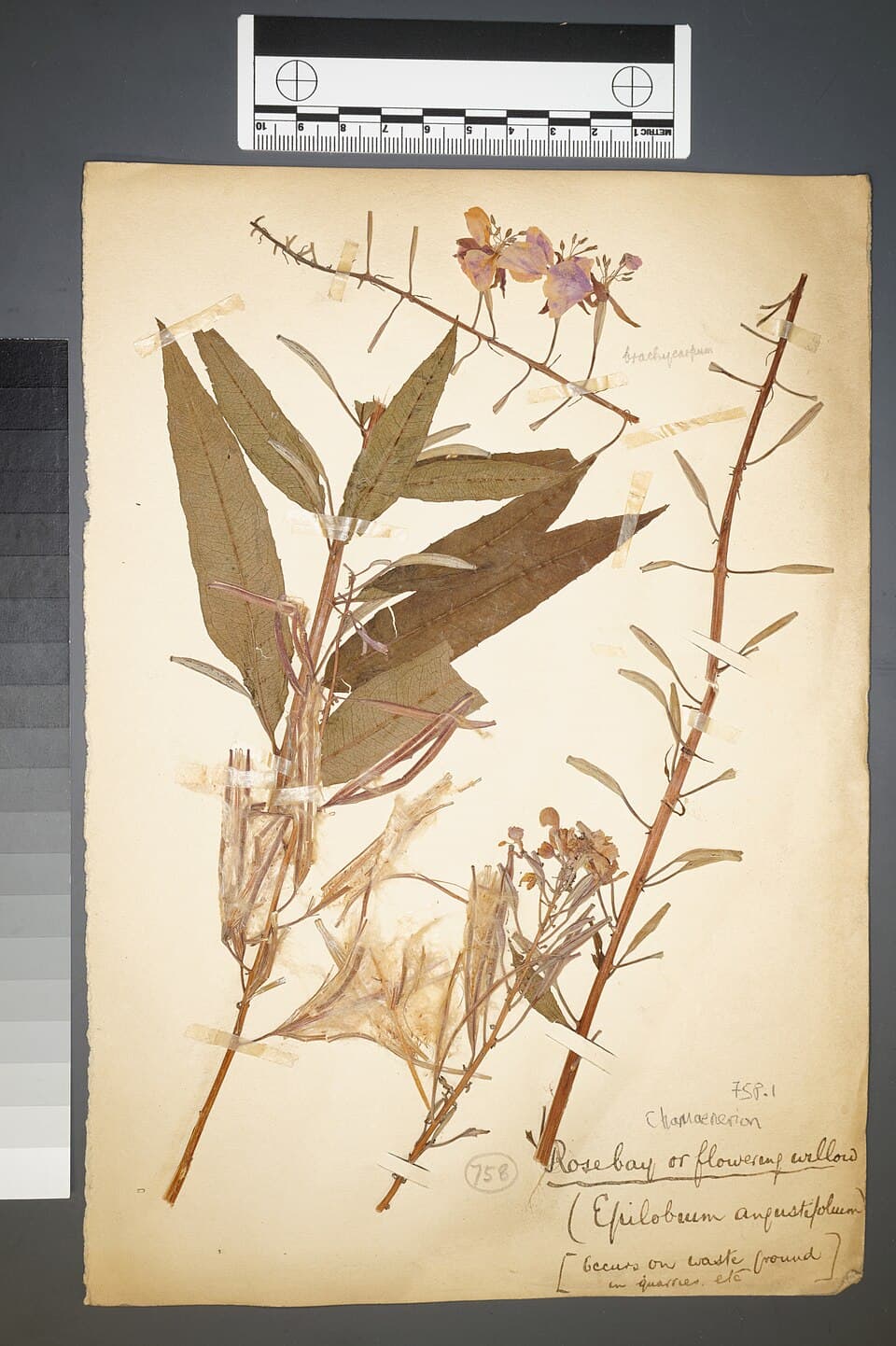 Wilgenroosje (Chamerion angustifolium)