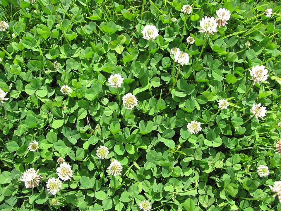 Witte klaver (Trifolium repens)