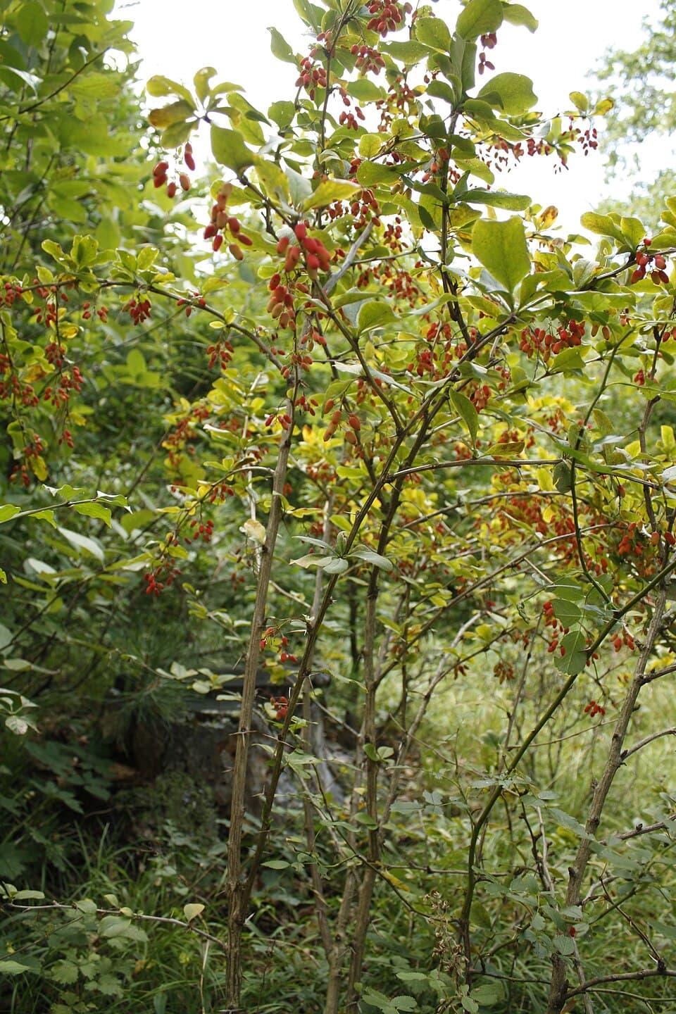 Zuurbes (Berberis vulgaris)
