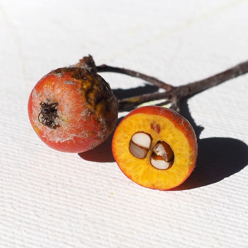 Rijpe oranjerode bessen van de Zweedse meelbes aan de tak