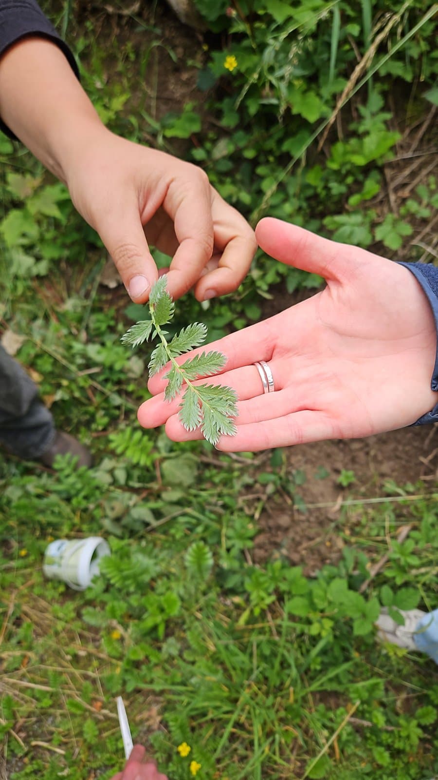 Zilverschoon herkennen tijdens het wildplukken Twee handen boven een groene berm, waarvan een een blad zilverschoon vasthoudt met de zilverwitte onderkant naar boven
