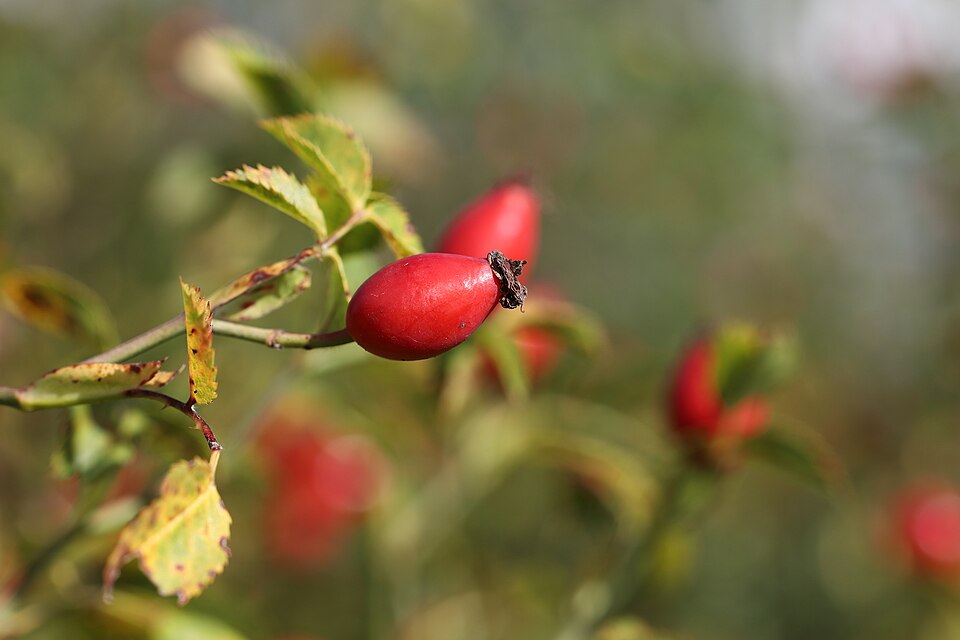 Rode rozenbottels aan een tak van de hondsroos in de late herfst