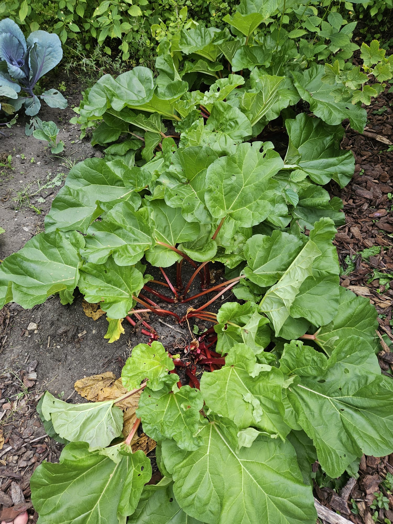 Rabarberplant in een moestuinbed, met in het hart de rode stompjes van net gesneden stelen