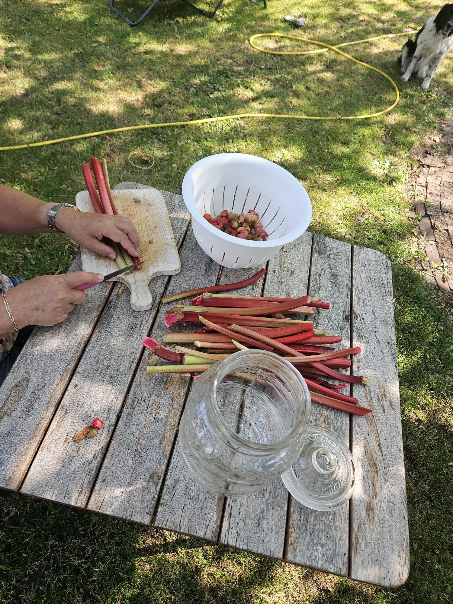 Rabarberstelen worden aan een houten tuintafel in stukjes gesneden, met een vergiet en een lege glazen pot ernaast